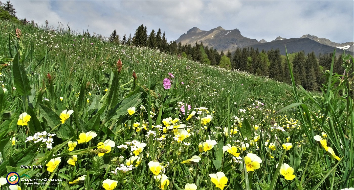 54 Niente crocus, ma tanti altri fiori multicolori nei prati della Pigolotta.JPG